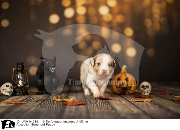 Australian Shepherd Welpe / Australian Shepherd Puppy / JAM-04688