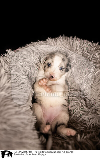Australian Shepherd Puppy / JAM-04718