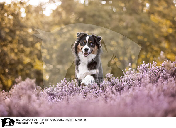 Australian Shepherd / Australian Shepherd / JAM-04824