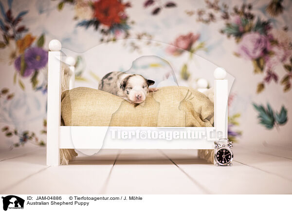Australian Shepherd Puppy / JAM-04886