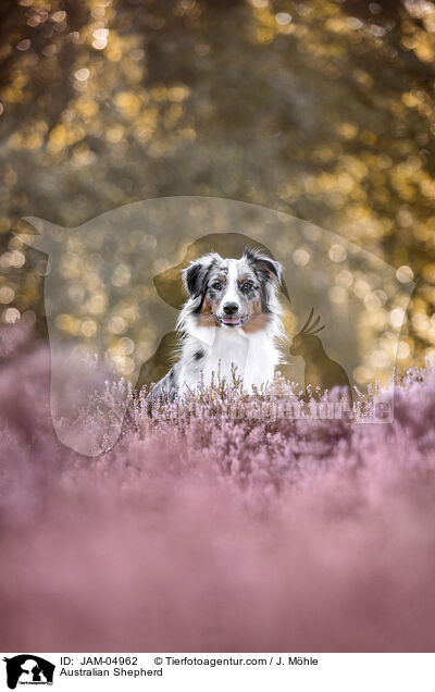 Australian Shepherd / Australian Shepherd / JAM-04962