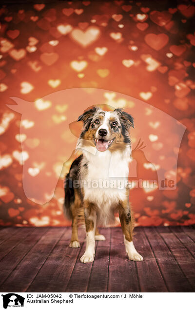 Australian Shepherd / Australian Shepherd / JAM-05042
