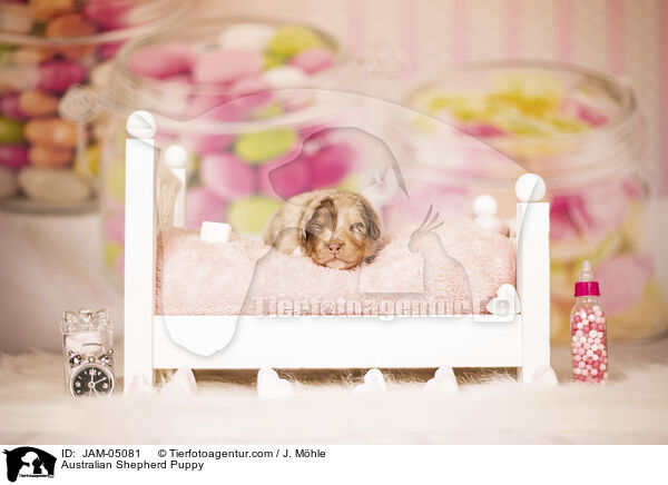 Australian Shepherd Welpe / Australian Shepherd Puppy / JAM-05081
