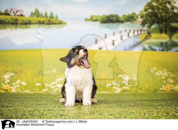 Australian Shepherd Welpe / Australian Shepherd Puppy / JAM-05092