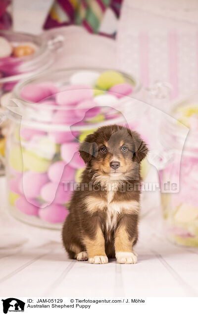 Australian Shepherd Welpe / Australian Shepherd Puppy / JAM-05129