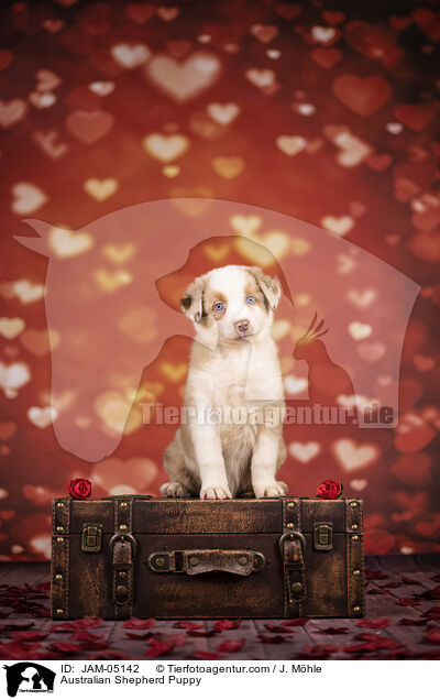 Australian Shepherd Welpe / Australian Shepherd Puppy / JAM-05142