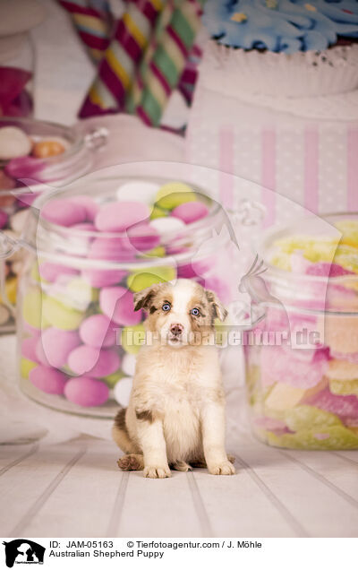 Australian Shepherd Welpe / Australian Shepherd Puppy / JAM-05163