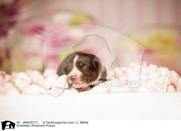 Australian Shepherd Puppy / JAM-05171
