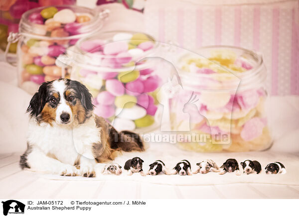 Australian Shepherd Welpe / Australian Shepherd Puppy / JAM-05172