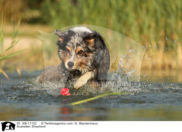 Australian Shepherd / Australian Shepherd / KB-11122