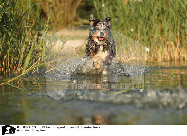 Australian Shepherd / Australian Shepherd / KB-11138
