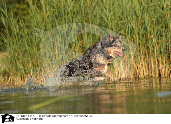 Australian Shepherd / Australian Shepherd / KB-11146