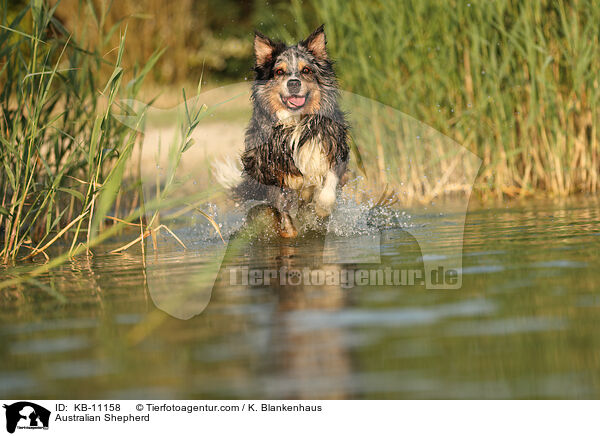 Australian Shepherd / Australian Shepherd / KB-11158