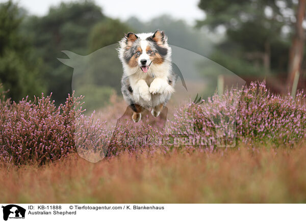 Australian Shepherd / Australian Shepherd / KB-11888