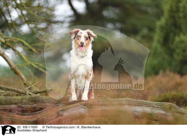 Australian Shepherd / Australian Shepherd / KB-11895