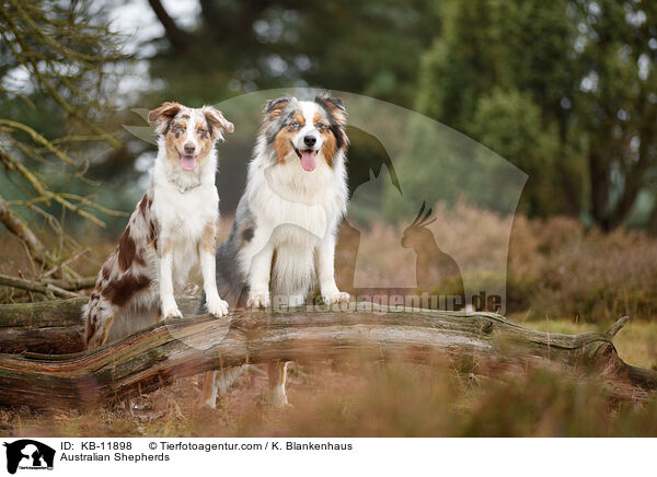 Australian Shepherds / Australian Shepherds / KB-11898