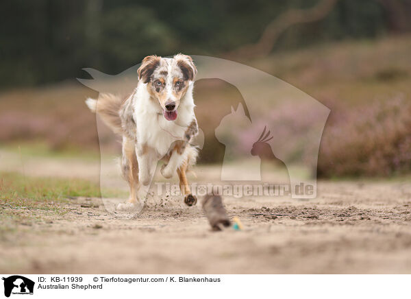 Australian Shepherd / Australian Shepherd / KB-11939