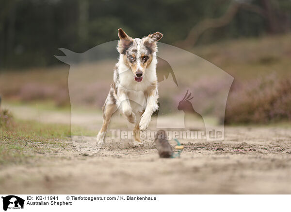 Australian Shepherd / Australian Shepherd / KB-11941