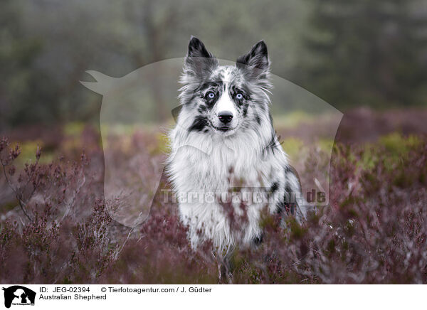 Australian Shepherd / Australian Shepherd / JEG-02394