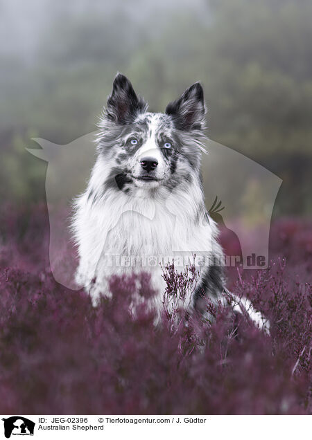 Australian Shepherd / Australian Shepherd / JEG-02396
