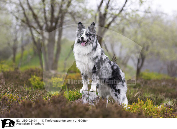 Australian Shepherd / Australian Shepherd / JEG-02404