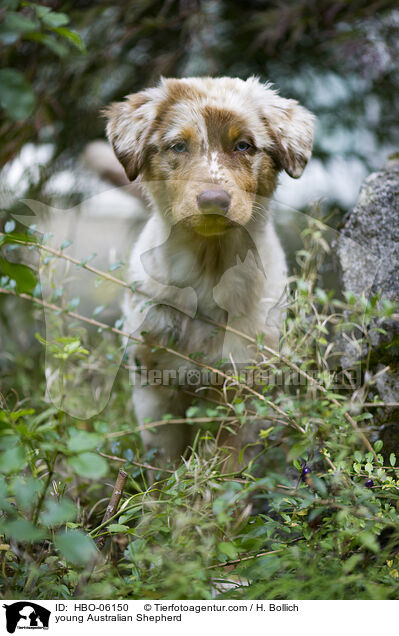 junger Australian Shepherd / young Australian Shepherd / HBO-06150