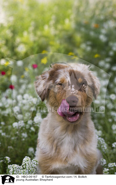 young Australian Shepherd / HBO-06167
