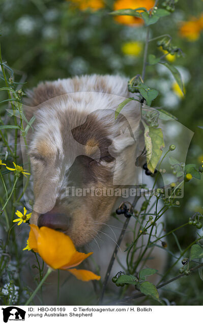 junger Australian Shepherd / young Australian Shepherd / HBO-06169