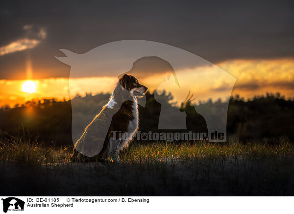 Australian Shepherd / Australian Shepherd / BE-01185