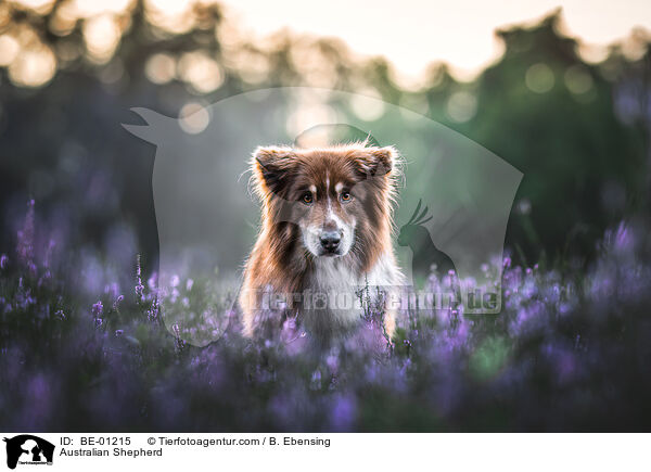 Australian Shepherd / Australian Shepherd / BE-01215