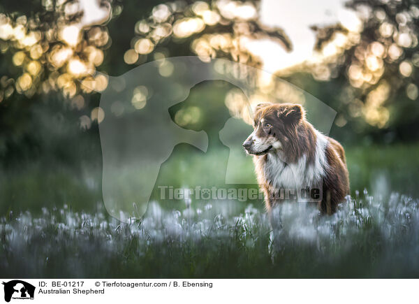 Australian Shepherd / Australian Shepherd / BE-01217