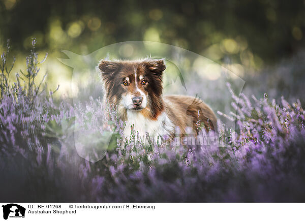 Australian Shepherd / Australian Shepherd / BE-01268