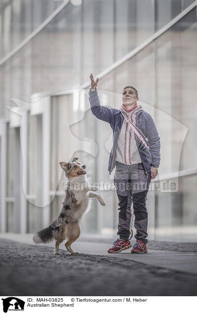 Australian Shepherd / Australian Shepherd / MAH-03825