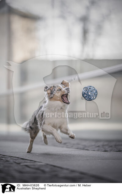 Australian Shepherd / Australian Shepherd / MAH-03826