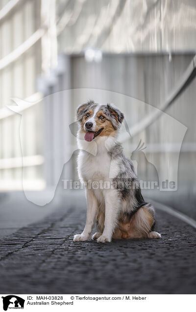Australian Shepherd / Australian Shepherd / MAH-03828