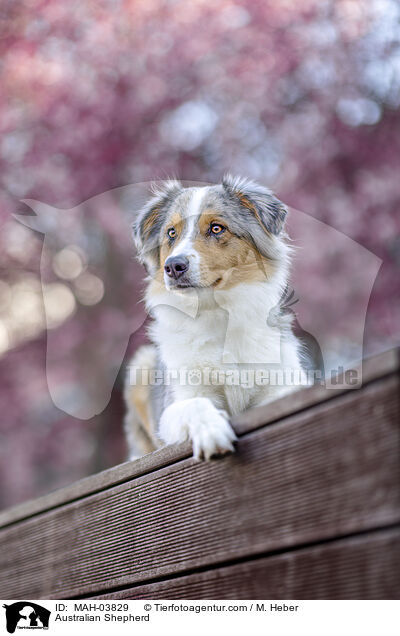 Australian Shepherd / Australian Shepherd / MAH-03829