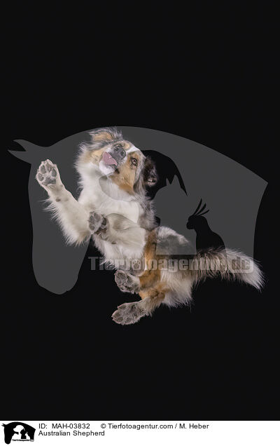 Australian Shepherd / MAH-03832