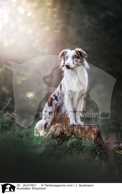 Australian Shepherd / Australian Shepherd / JQ-01801