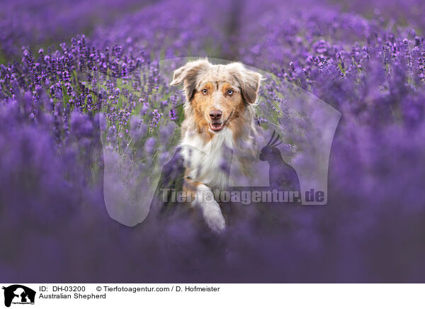 Australian Shepherd / Australian Shepherd / DH-03200