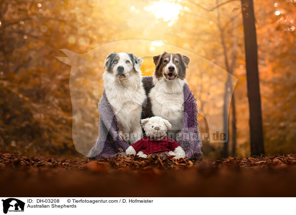 Australian Shepherds / Australian Shepherds / DH-03208