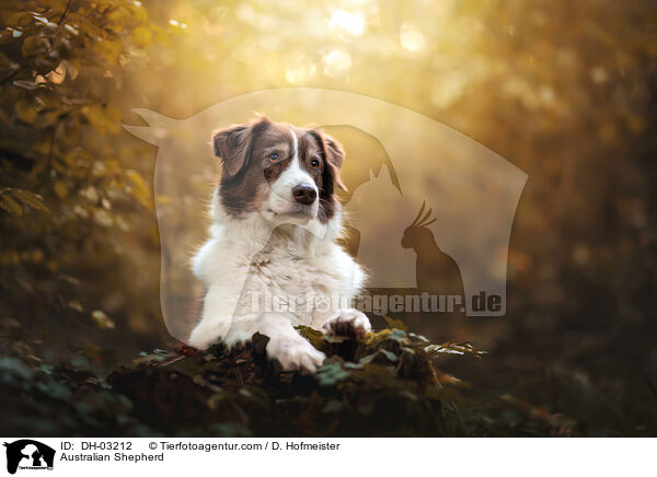 Australian Shepherd / Australian Shepherd / DH-03212