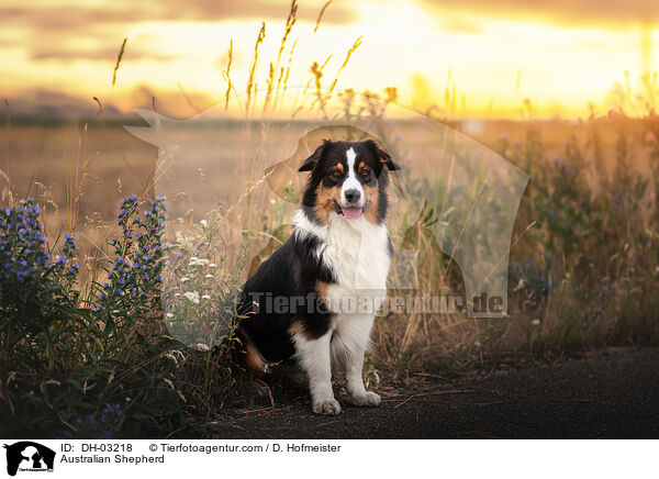 Australian Shepherd / Australian Shepherd / DH-03218