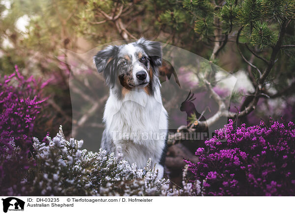 Australian Shepherd / Australian Shepherd / DH-03235