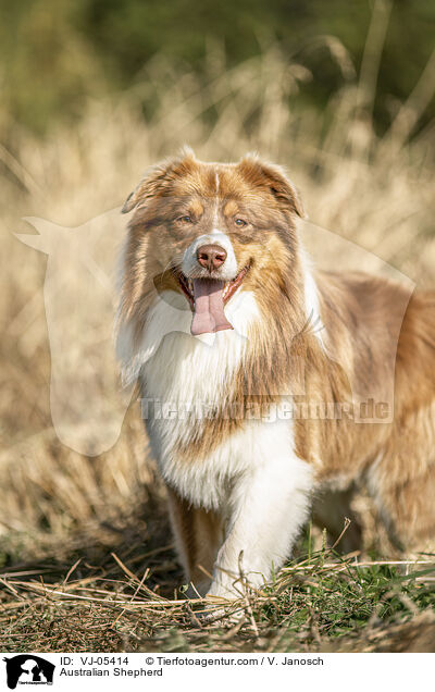 Australian Shepherd / Australian Shepherd / VJ-05414