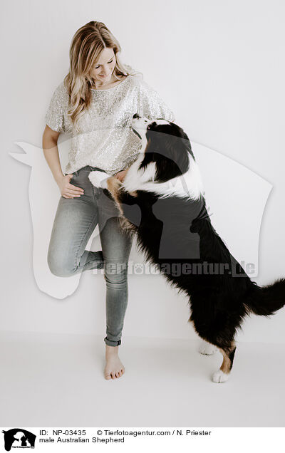 Australian Shepherd Rde / male Australian Shepherd / NP-03435