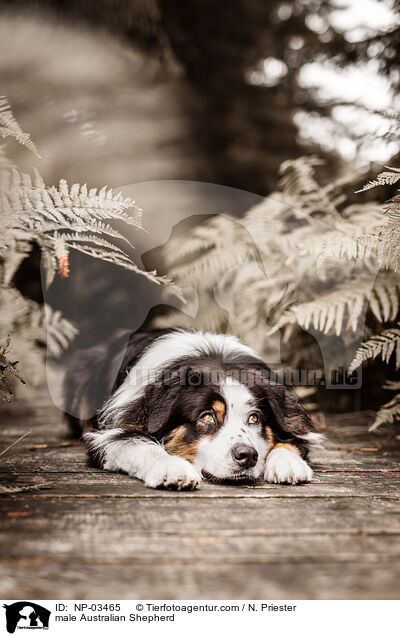 Australian Shepherd Rde / male Australian Shepherd / NP-03465
