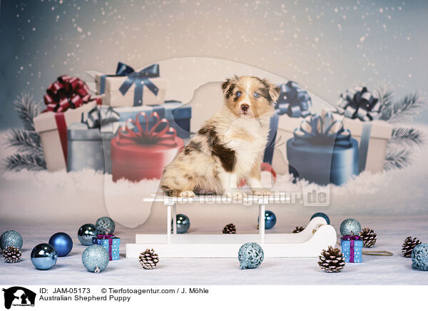Australian Shepherd Puppy / JAM-05173