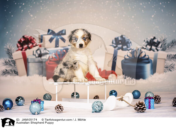Australian Shepherd Welpe / Australian Shepherd Puppy / JAM-05174
