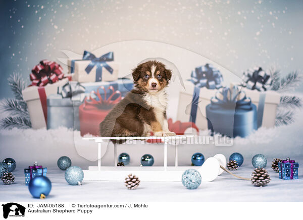 Australian Shepherd Puppy / JAM-05188