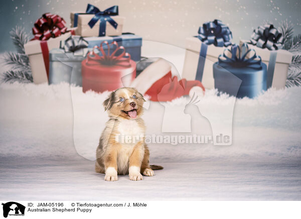 Australian Shepherd Puppy / JAM-05196
